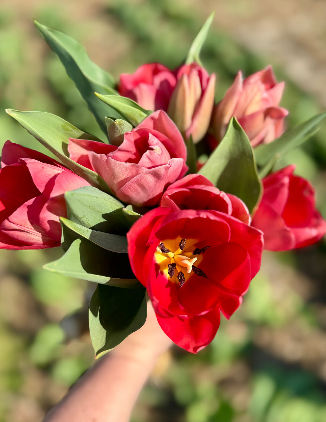 3/25 - The Stories My Tulips Carry