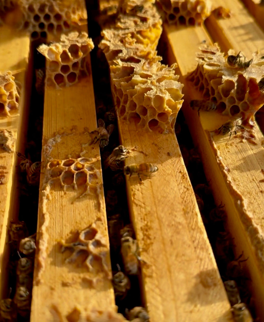 3/1/26 - Why Honey Crystallizes — And Why That’s Actually a Good Thing 🍯